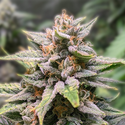 Discovering Marijuana Seeds Arizona Your Guide to Quality Genetics