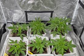 Discovering Marijuana Seeds Arizona Your Guide to Quality Genetics