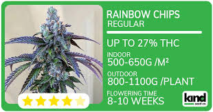 Discovering Marijuana Seeds Arizona Your Guide to Quality Genetics